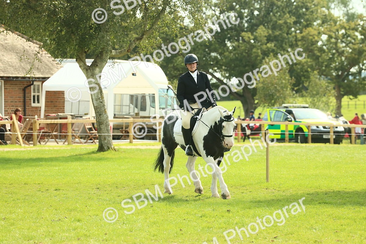 SBM_66606 - S34 - Rehabilitated Rescue Horse & Pony In Hand & Ridden