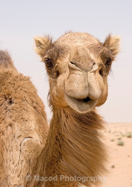 Curious Camel - Dubai