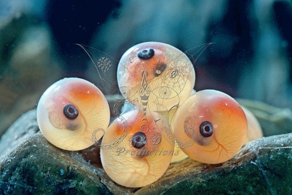 Salmon Eggs - N. Calif., USA - ANIMALS