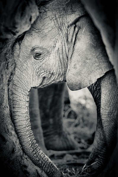 Elephant, Samburu, Kenya