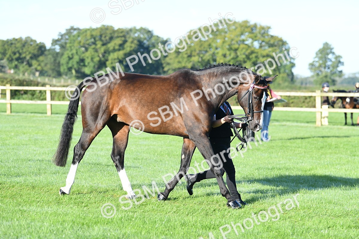 SBM_32875 - S15 - Condition & Turnout In Hand