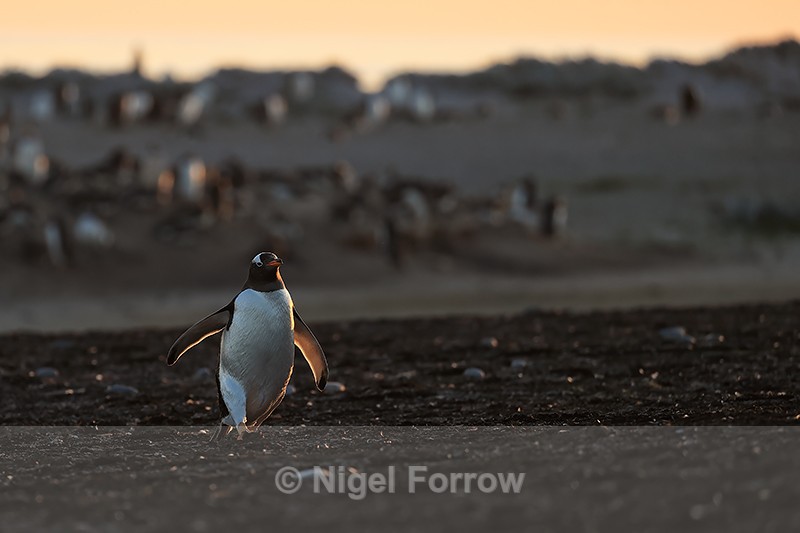 Gentoo Penguin sunset return to colony, Sea Lion Island, Falklands - Gentoo Penguin