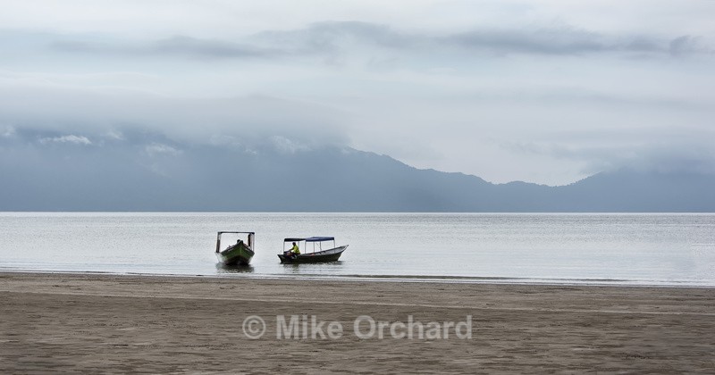 Beech - Baku Park - Borneo - International Images