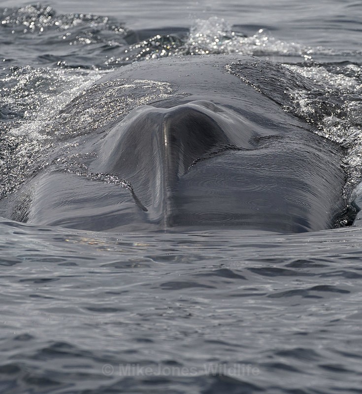  - FAVOURITES WILDLIFE GALLERY. Selected images from the wildlife collections.