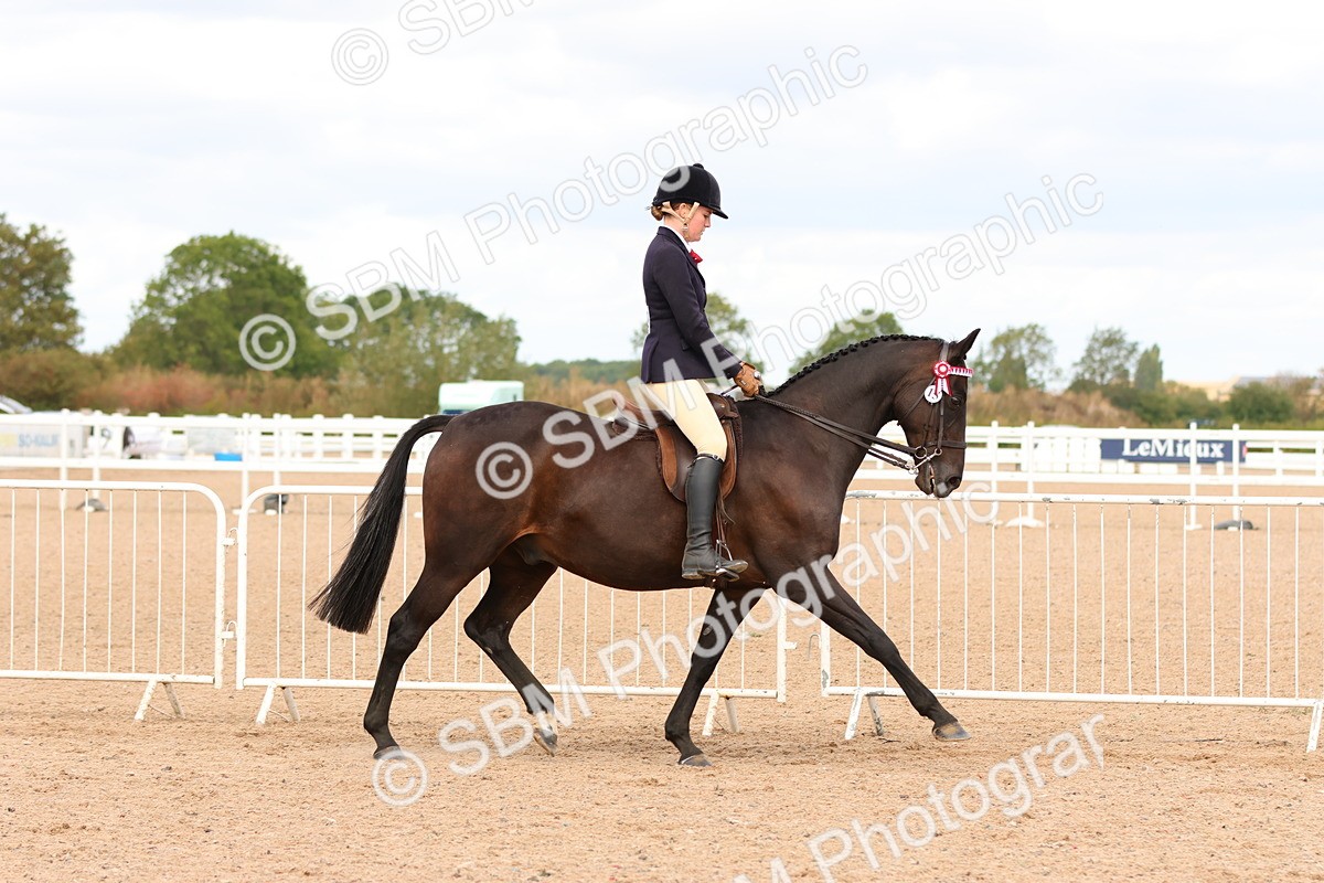 SBM_14085 - Class 213 - Ridden Hack Riding Horse