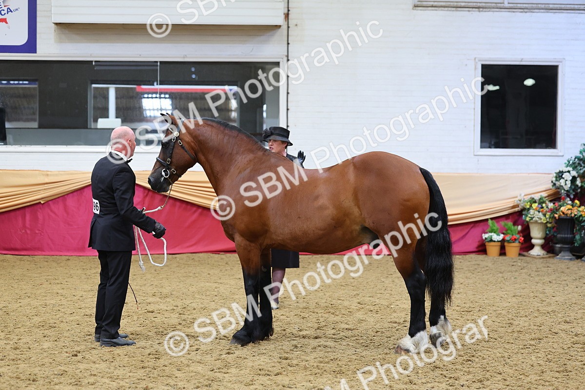 SBM_22691 - Class 903 - Supreme Final - IH Pre Vet