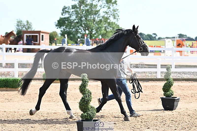 240717A-155031-03095 - Trot Up 3pm to 4pm