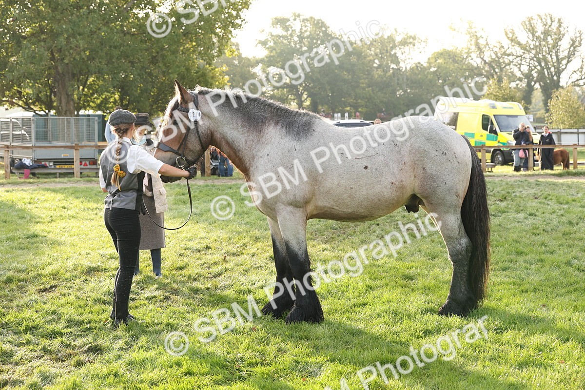 SBM_54427 - S51 - Foreign Breeds In Hand
