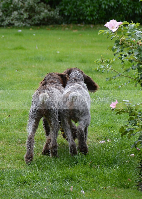  - Korthals Griffons