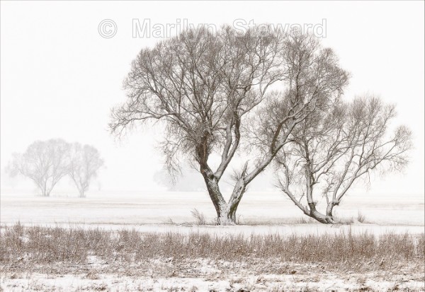 Trees in the snow - Exhibition acceptances