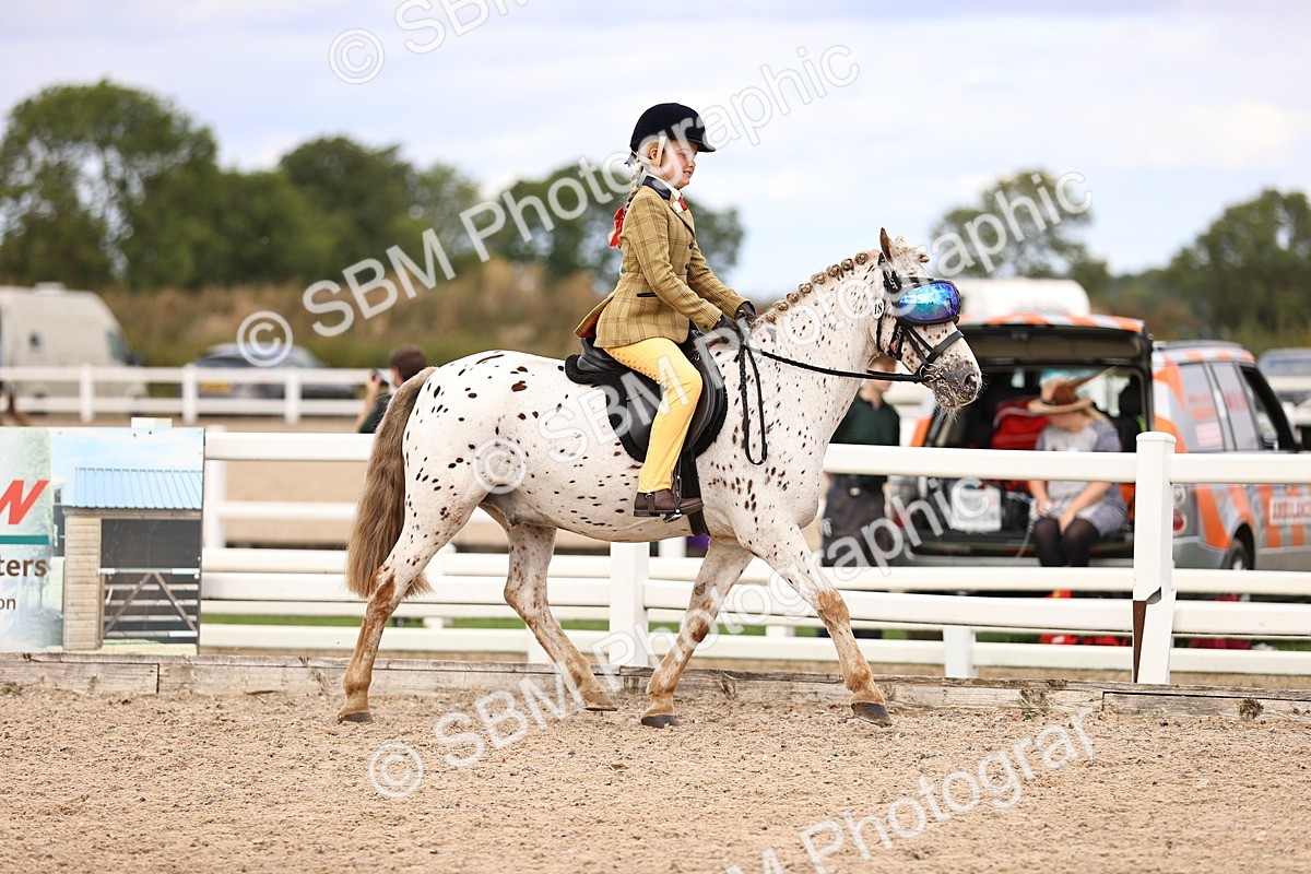 SBM_15994 - Class 417 - Handsomest Gelding (IH or Ridden) Jnr