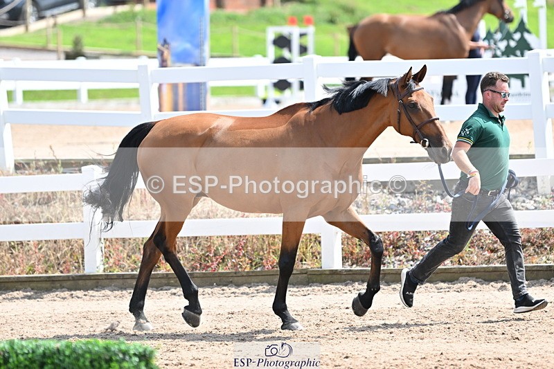 240717A-150049-02436 - Trot Up 3pm to 4pm