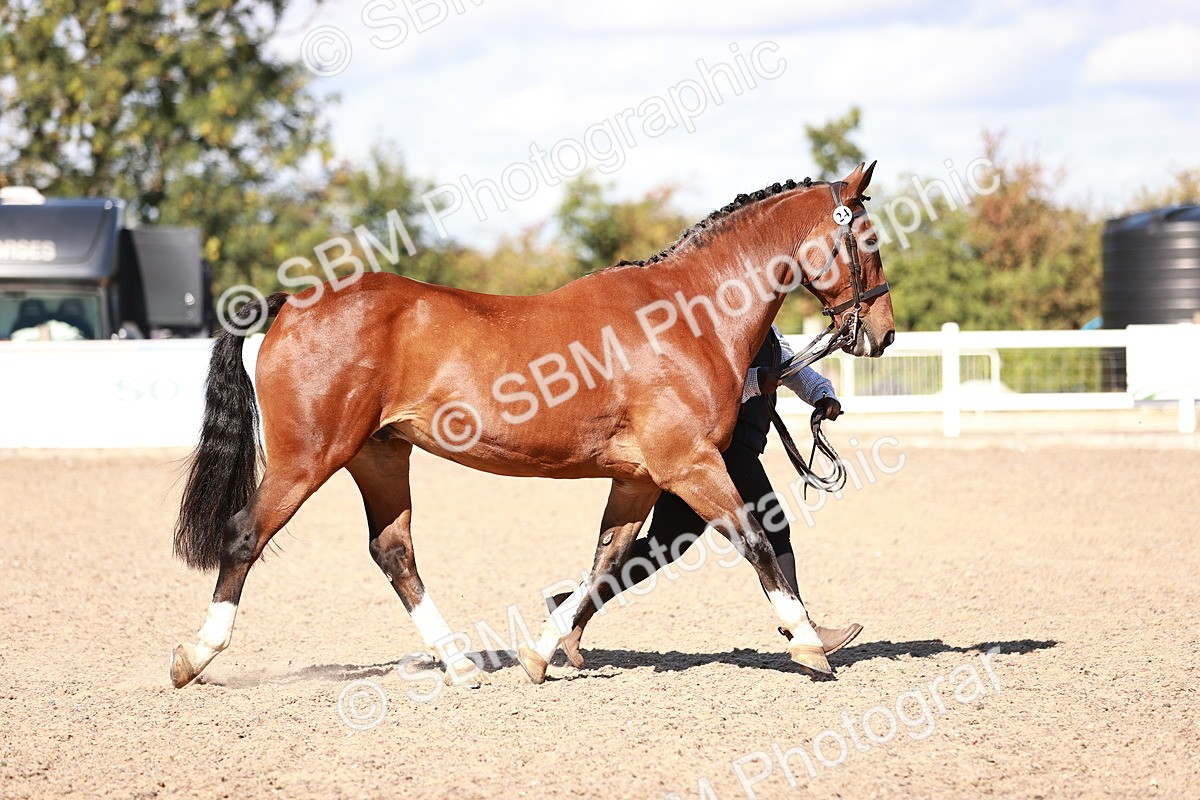 SBM_13308 - class 406 - IH Hunter