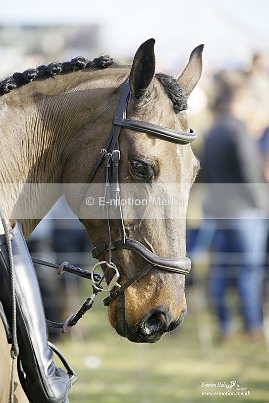 PtP 300122 294 - South Dorset Hunt - Point-to-Point Races 30/01/2022