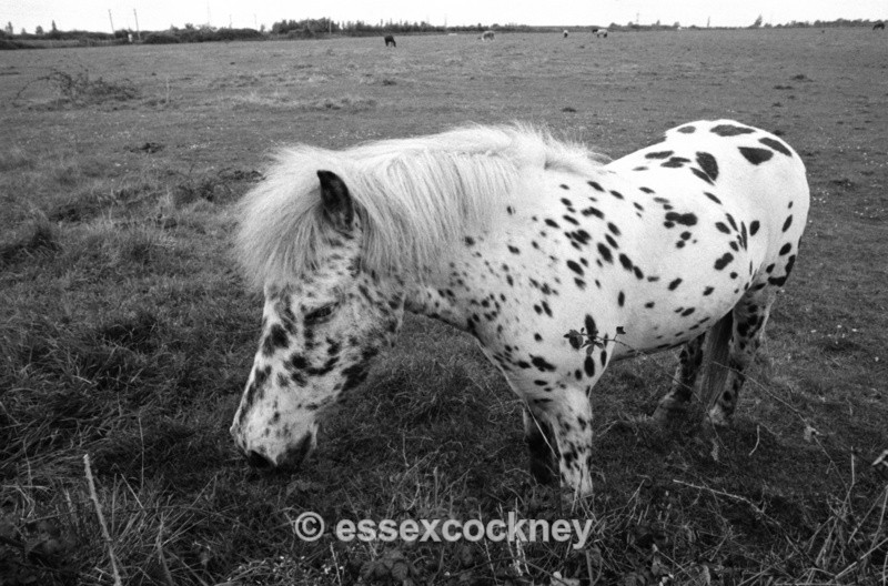  - Local residents of the hairy kind Benfleet and Essex