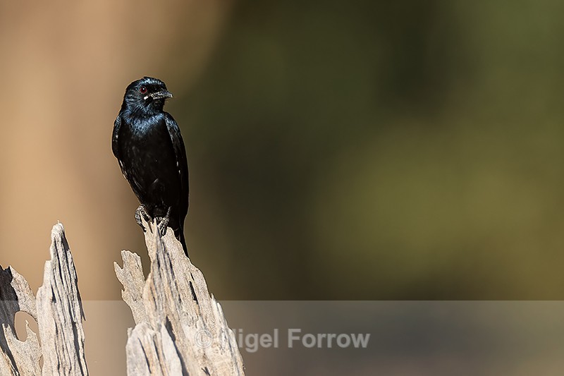 Black Drongo, Bandhavgarh National Park, Madhya Pradesh, India - Black Drongo