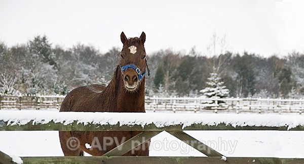  - Horses'n'Ponies