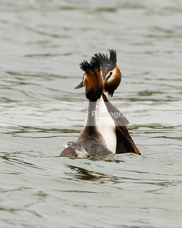 20110326-IMG_2740 - Gt Crested Grebe