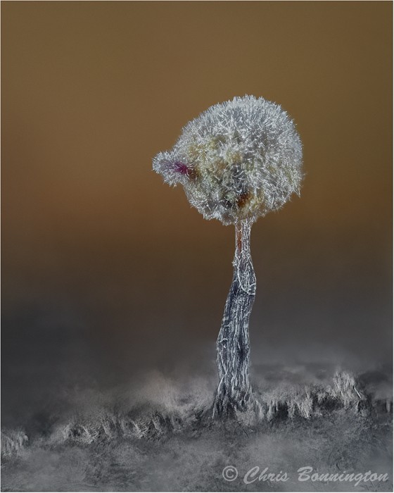 Dawn of a New World (fungi coated myxomycete) - Other nature