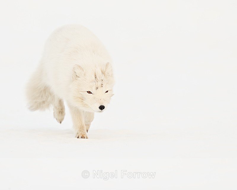 Svalbard white Arctic Fox running - Arctic Fox