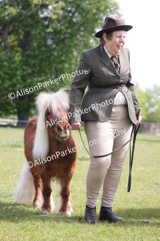 20260426-3151 - Class 26 - Shetland Ponies and Minitures