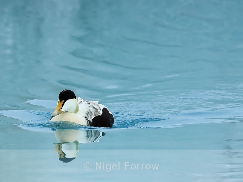 Eider swimming, blue glacial water, Jokulsarlon, Iceland - Eider
