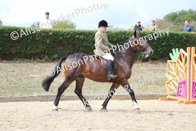 20260831-2709 - Class 16 and 17- Ridden Cob and Hunters