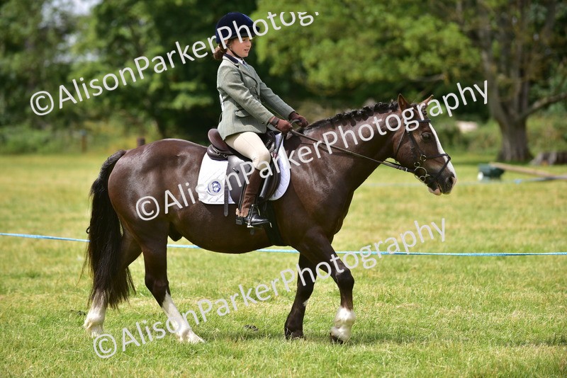 20260614-3971 - Class 16 - Handsome Gelding