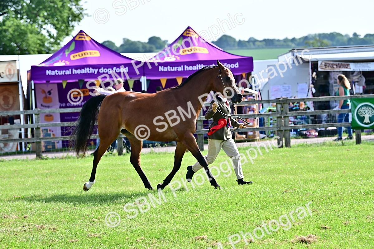 SBM_01068 - Class 46-49 - Arab and Part Bed-Anglo Arab In Hand