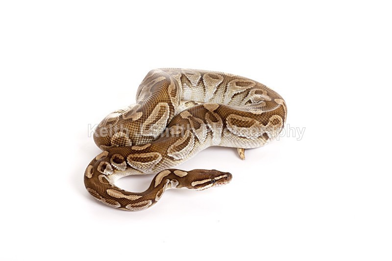 2SKJ8951 - Roaming Reptile Show. II