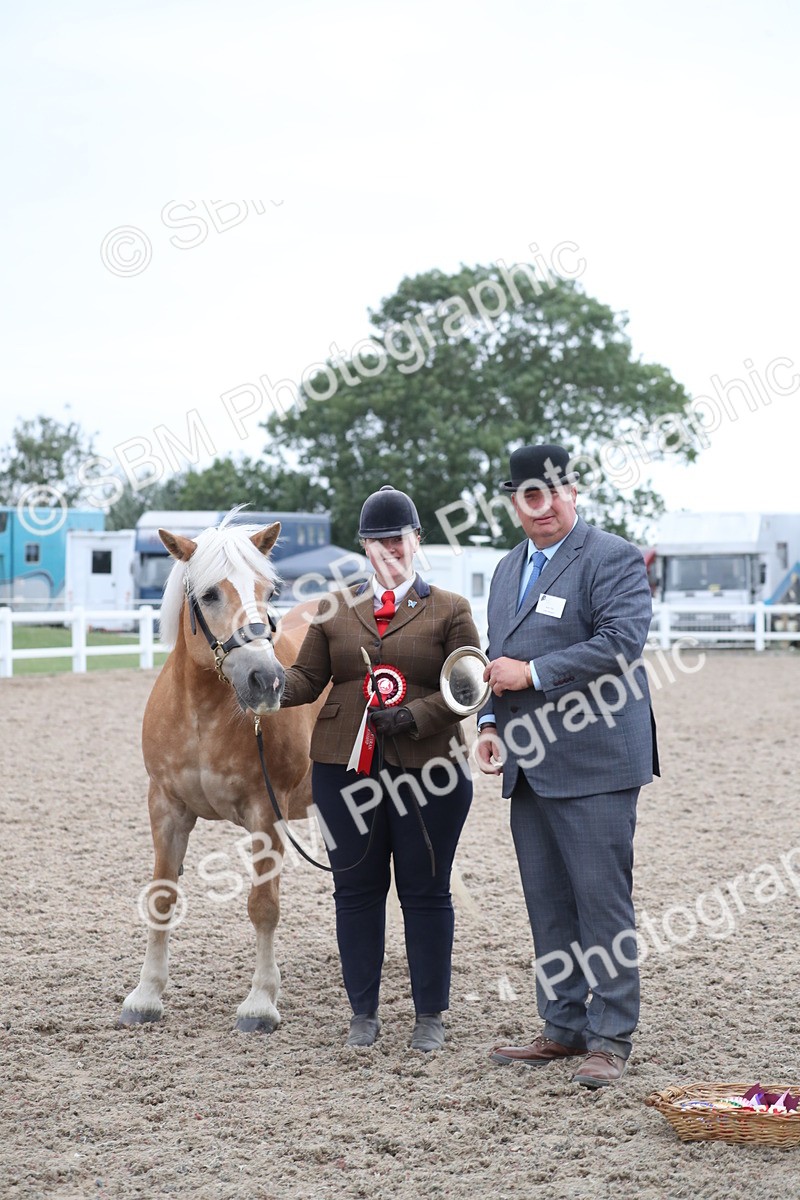 SBM_17998 - Class 317 IH Pure bred Horse/Pony