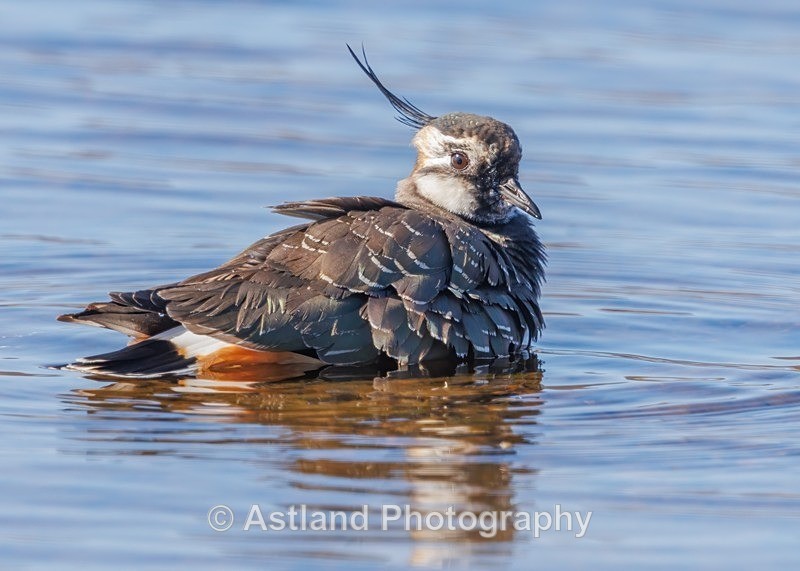 Astland Photography, Bird and Wildlife Images, Susan and Peter Wilson, U.K.