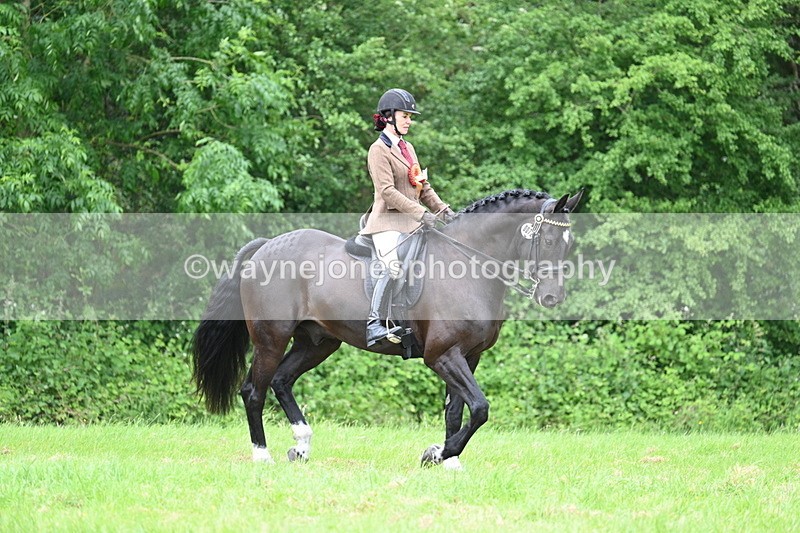 WJ7_4306 - Class 14A Handsome Gelding