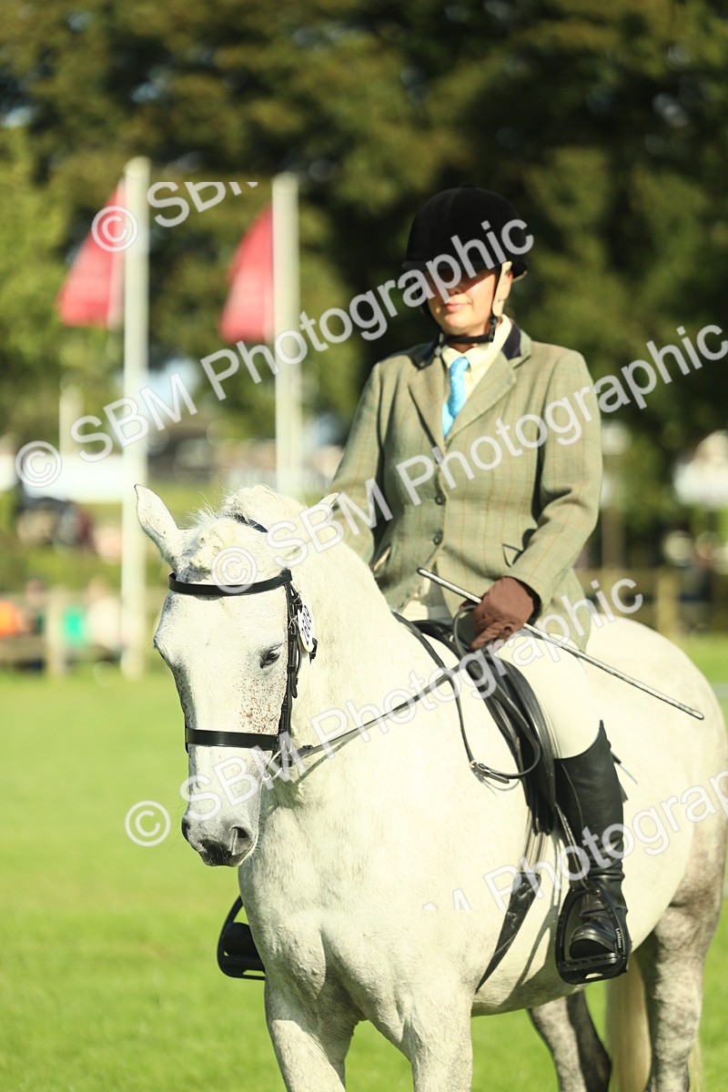 SBM_49880 - S32 - Novice & Newcomers Working Hunter