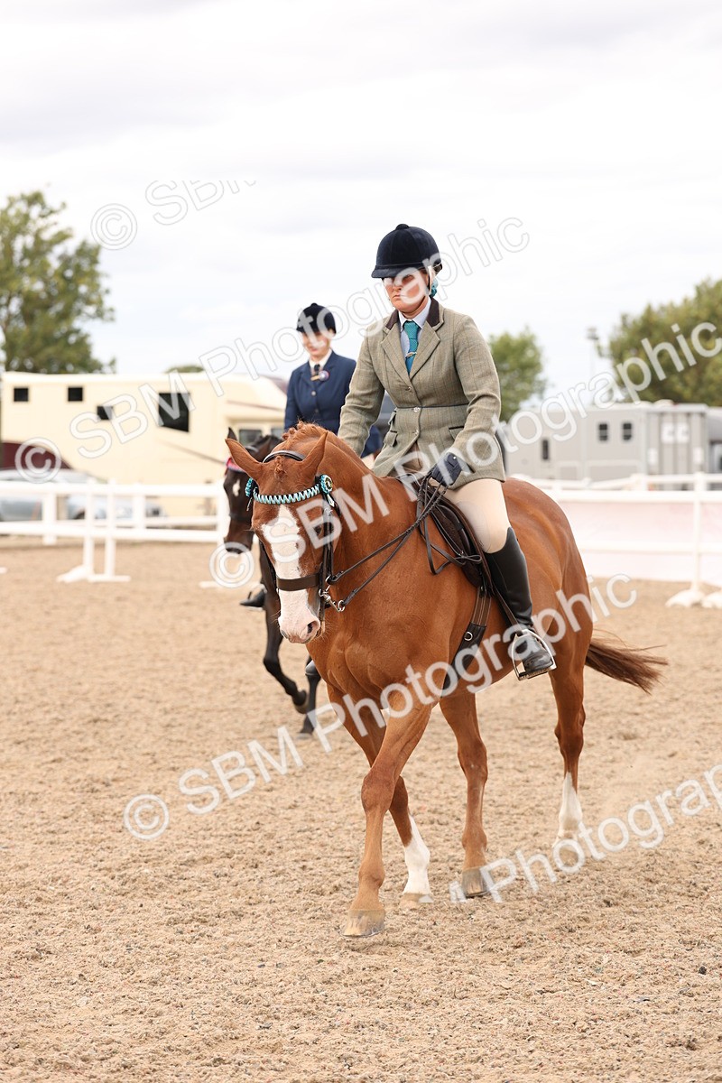 SBM_17333 - Class 214 - Ridden Hack Riding Horse