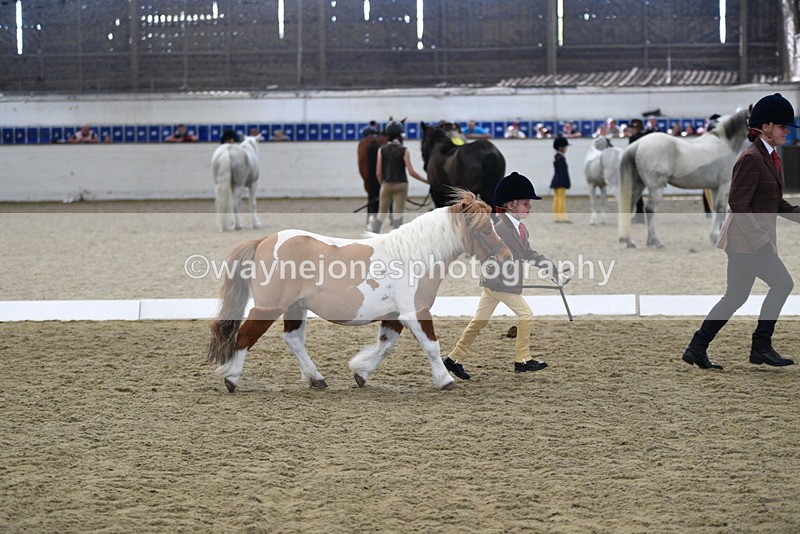 WJ5_4933 - Class 7 In hand coloured / odd coloured