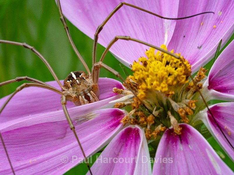 Harvestman (Metaphalangium cirtanum) - Insects, Spiders and other Animals