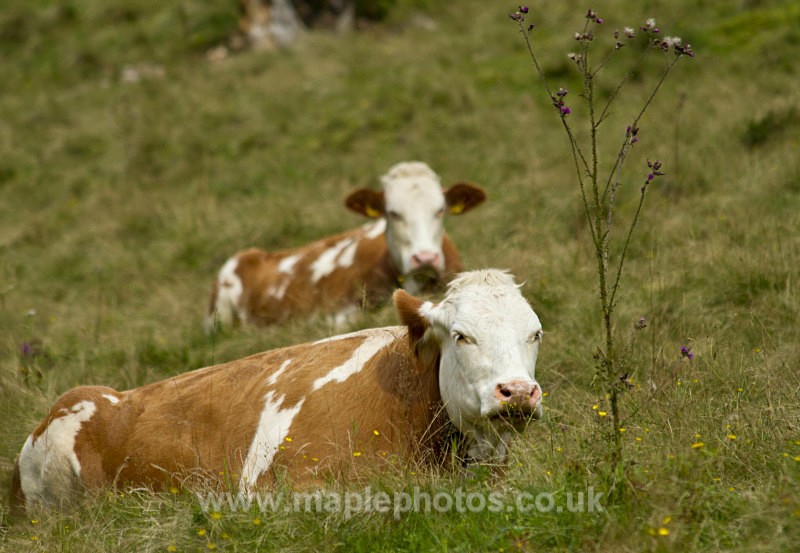 Austrian Cows