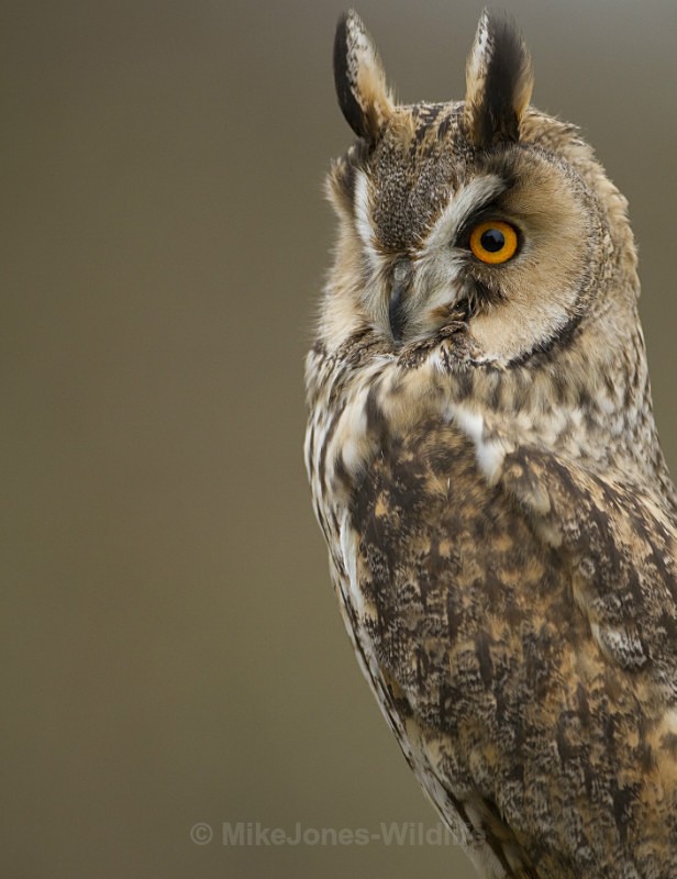  - ' LONG EARED OWLS '