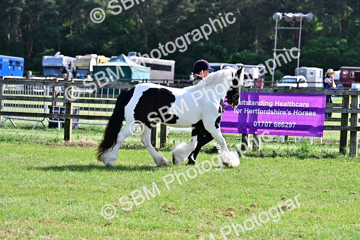 SBM_10133 - Class 63-65 - Traditional Gypsy Cobs In Hand & Ridden
