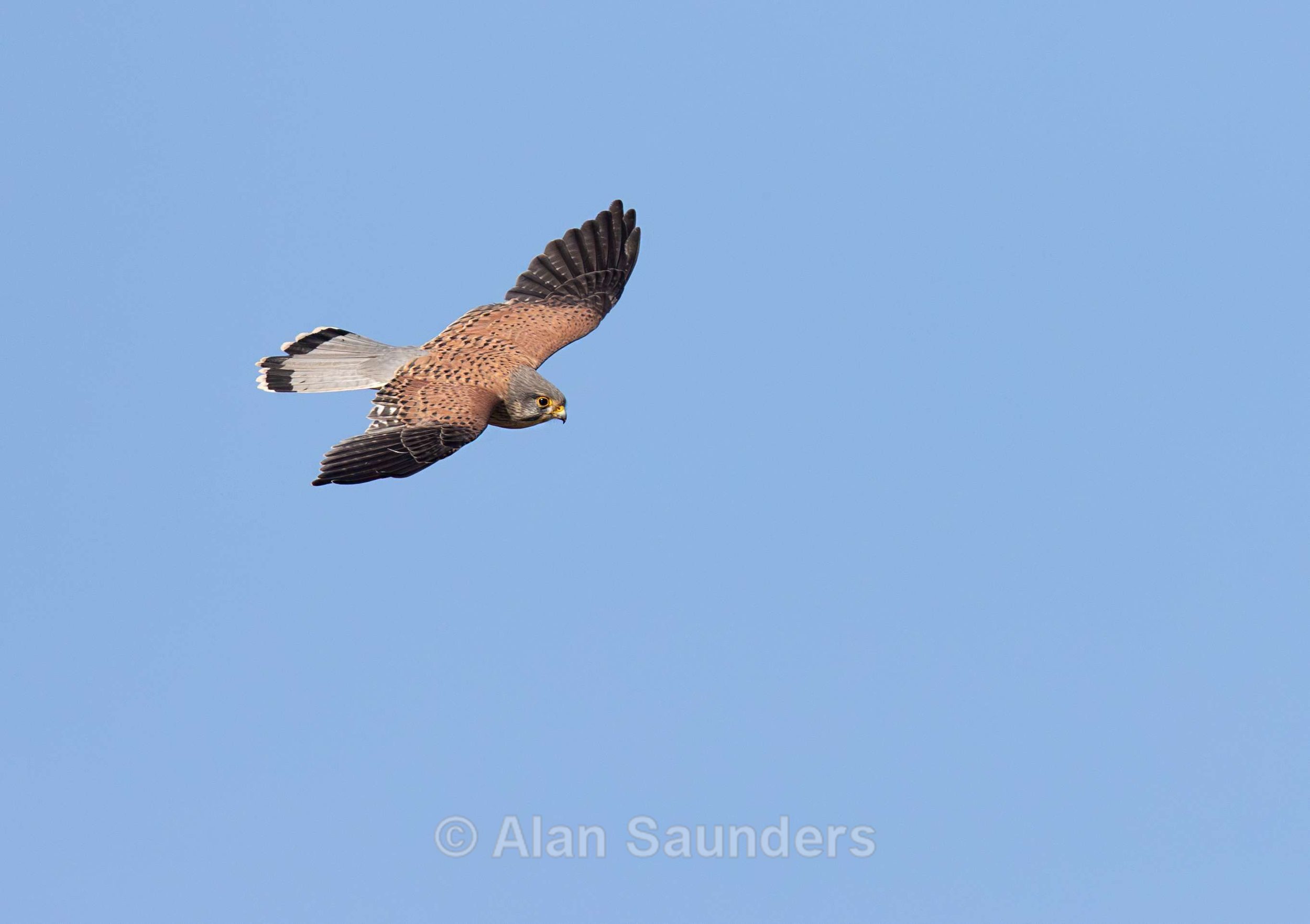 Kestrel 7