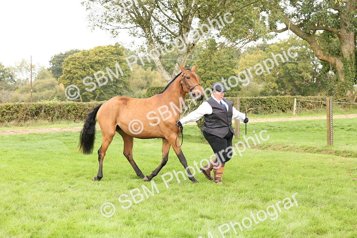 SBM_56252 - S55 - Other Coloured Horse In Hand