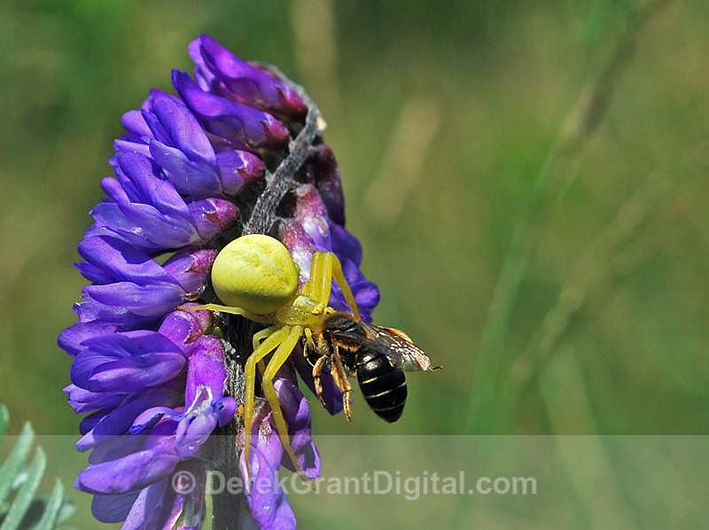 Goldenrod Crab Spider (yellow form) - Spiders of Atlantic Canada