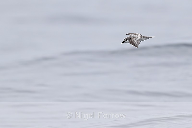 Masatierra Petrel low over waves, Pacific Ocean, Chile - Masatierra (De Filippi's) Petrel