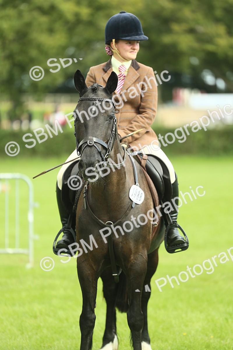 SBM_44796 - S31 - Working Hunter Pony