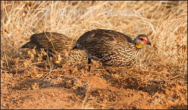 Yellow necked spurfowl - Kenya, Tsavo East