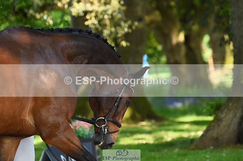 230524-164012-01013 - 110-SAM-Zoe_Boyles-WEDTrotUp+DR