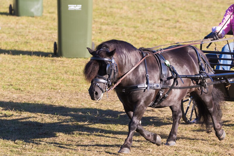 Harness Driving Challenge 13. 0A3A9692 - 2025 Senic Rim Clydesdale Spectacular