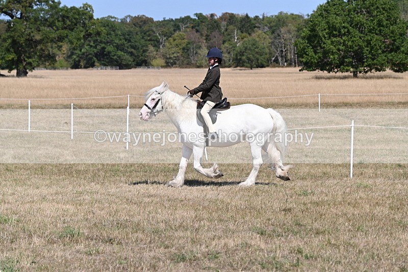 WJ6_8846 - Class 38 Ridden Riding Horse/Pony