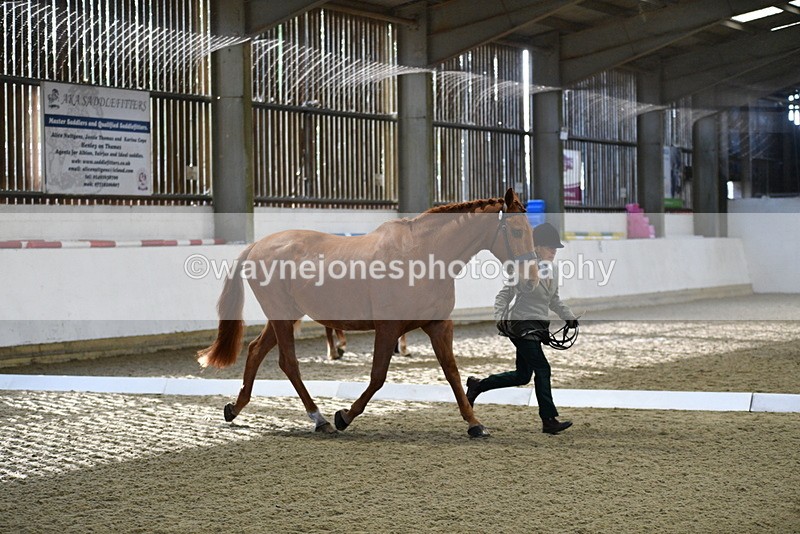 WJ5_3623 - Class 5 In Hand Veterans